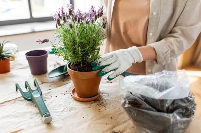 Factors to Consider When Choosing Soil for Different Types of Plants